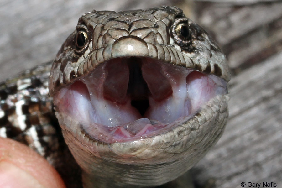 Рот ящерицы. Зубы ящерицы. Пасть ящерицы. У ящериц есть зубы. Язык рептилий.