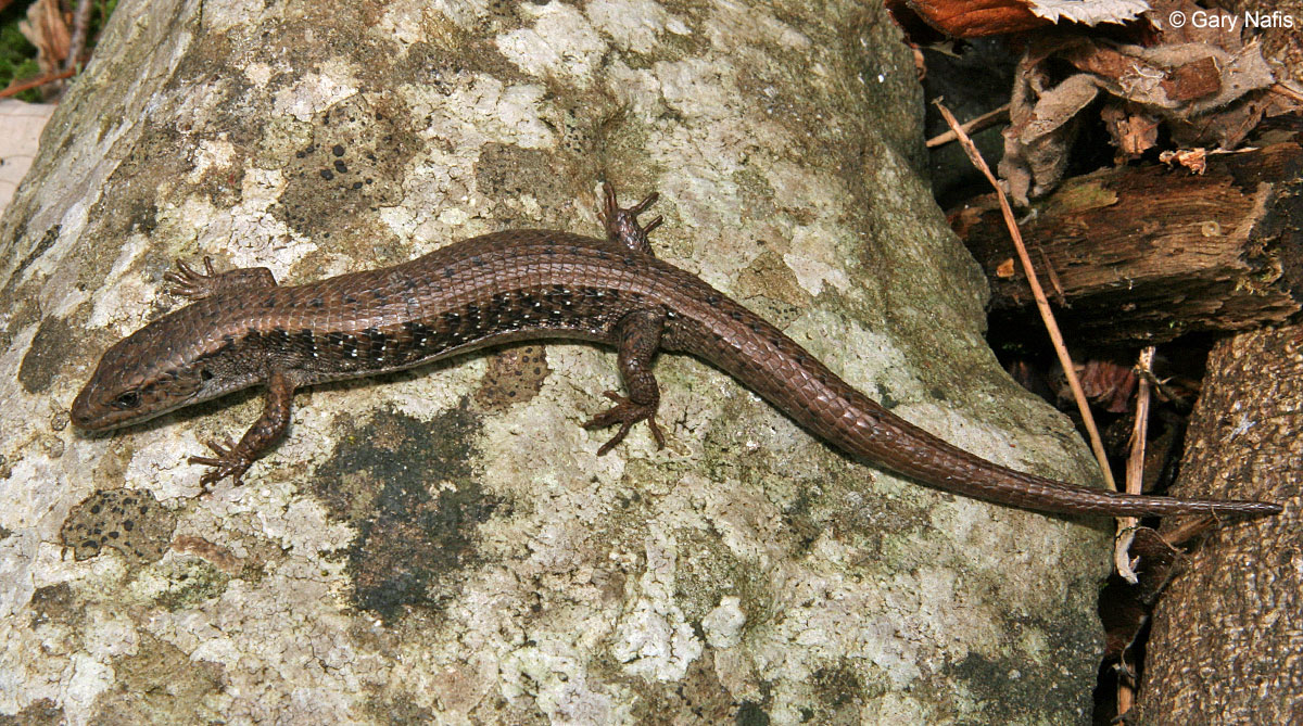 Northwestern Alligator Lizard - Elgaria coerulea principis