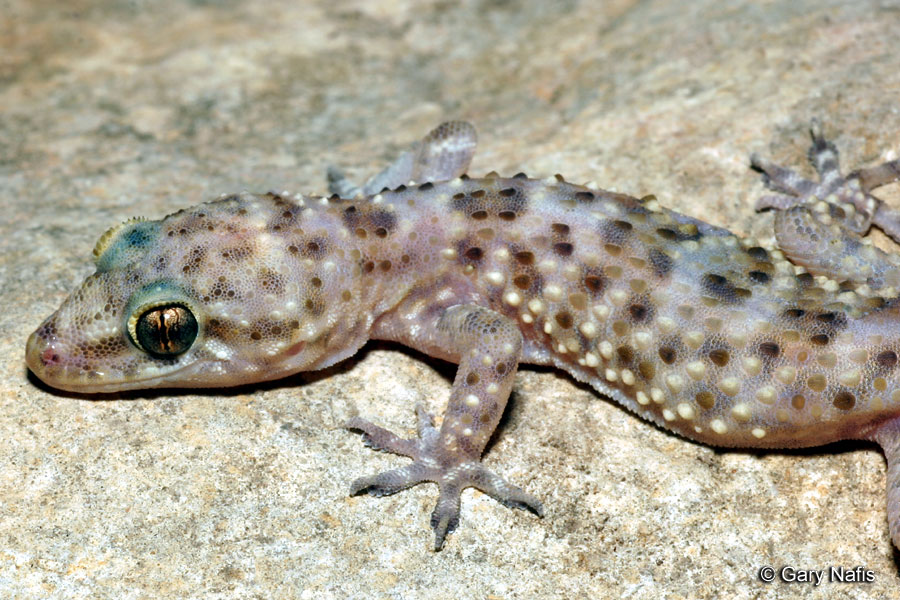 Mediterranean House Gecko Hemidactylus Turcicus