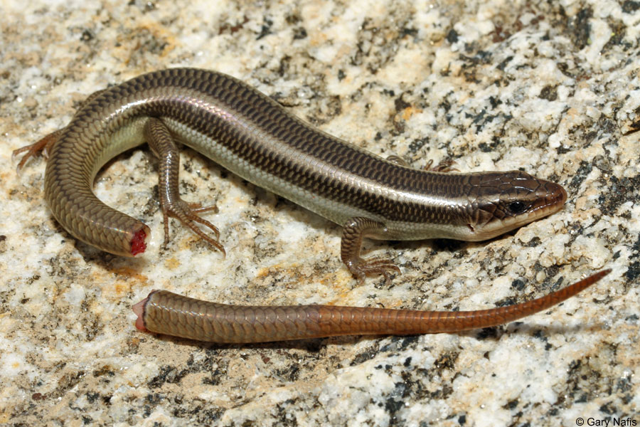 Red Tailed Skink