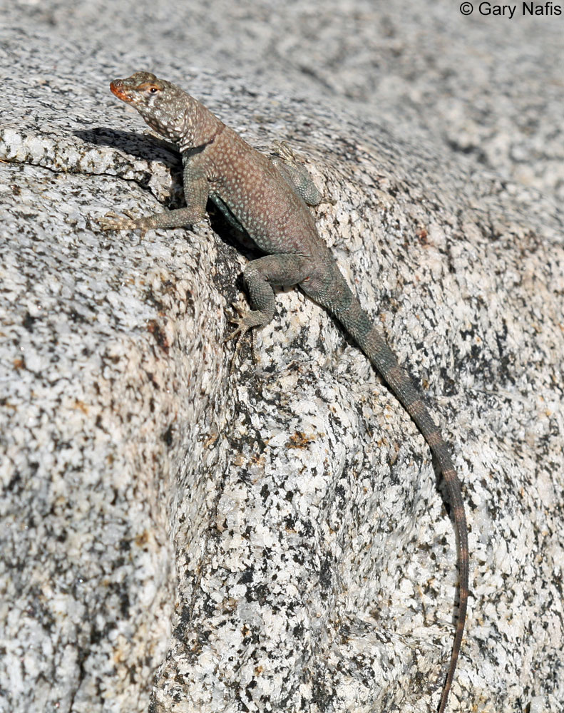 Mearns' Rock Lizard - Petrosaurus mearnsi mearnsi