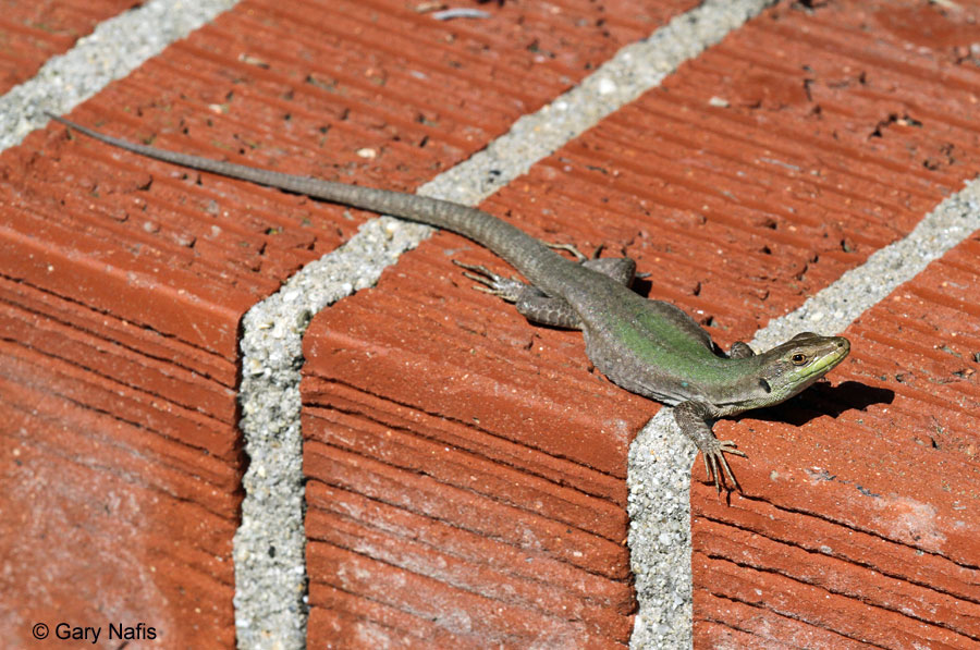 Meet The Italian Wall Lizard That Has Made Princeton Its Home