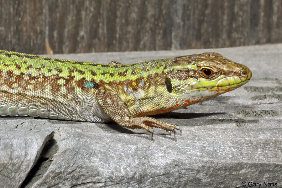 Meet The Italian Wall Lizard That Has Made Princeton Its Home