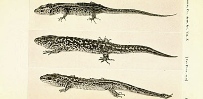 San Nicolas Night Lizard