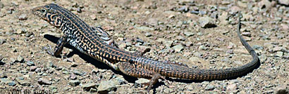 California Whiptail