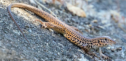 California Whiptail