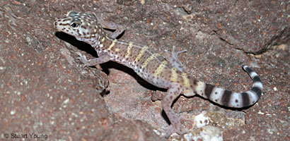 Peninsular Banded Gecko