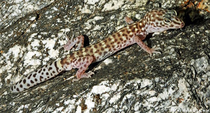 Peninsular Banded Gecko