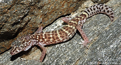 Peninsular Banded Gecko