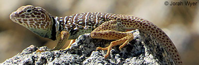 Baja California Collared Lizard