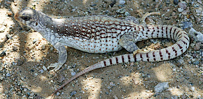 Northern Desert Iguana