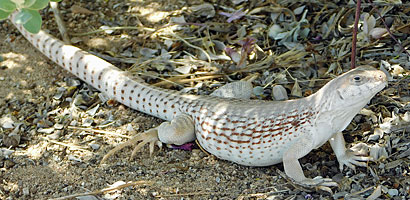 Northern Desert Iguana