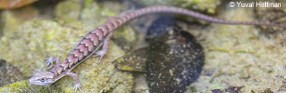 Southern Alligator Lizard