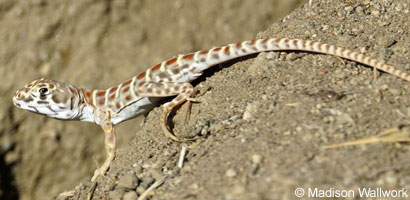 Blunt-nosed Leopard Lizard