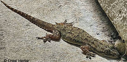 Mediterranean House Gecko