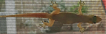 Mediterranean House Gecko