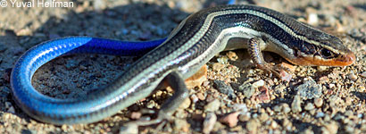 Gilbert Skink and Fence Lizard
