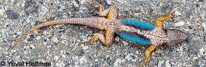 Coast Range Fence Lizard