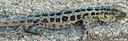 Western Side-blotched Lizard