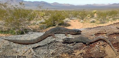 Desert Night Lizard