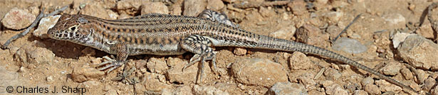 Bosc's Fringe-toed Lizard