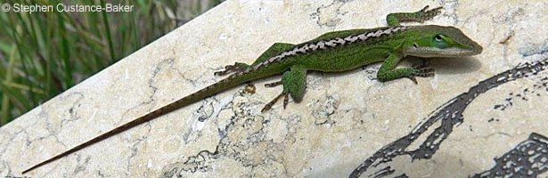 Green Anole