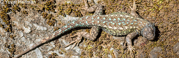 Marin County Open Space: All About Blue Belly Lizards 
