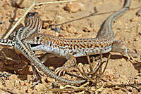 Belding's Orange-throated Whiptail