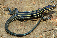 Belding's Orange-throated Whiptail