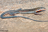 Belding's Orange-throated Whiptail