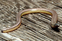 California Legless Lizard