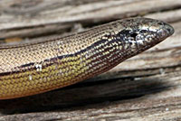 California Legless Lizard