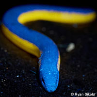 California Legless Lizard