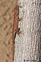 Colorado Desert Fringe-toed Lizard