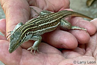 Sonoran Whiptail
