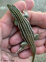 Sonoran Whiptail