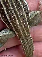 Sonoran Whiptail