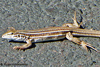 Belding's Orange-throated Whiptail