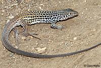 lizard