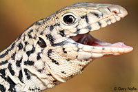 Coastal Whiptail