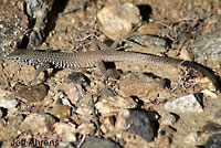 Great Basin Whiptail