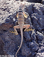 Great Basin Collared Lizard