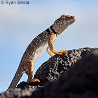 Great Basin Collared Lizard