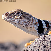 Great Basin Collared Lizard