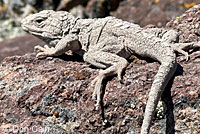 Great Basin Collared Lizard
