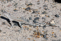 Western Zebra-tailed Lizard