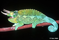 Yellow-crested Jackson's Chameleon