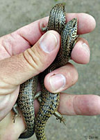 Desert Banded Gecko