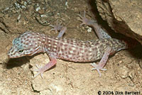 Peninsular Banded Gecko