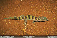 San Diego Banded Gecko